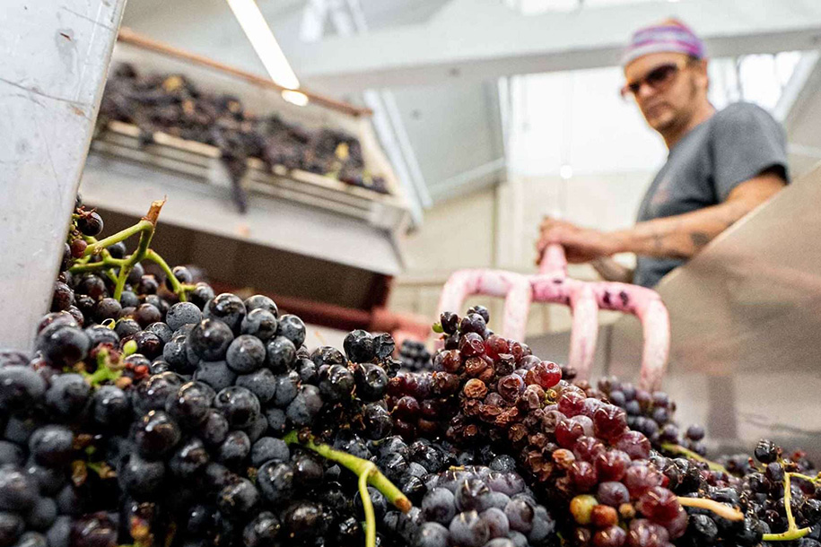 Harvest crew member working with grapes