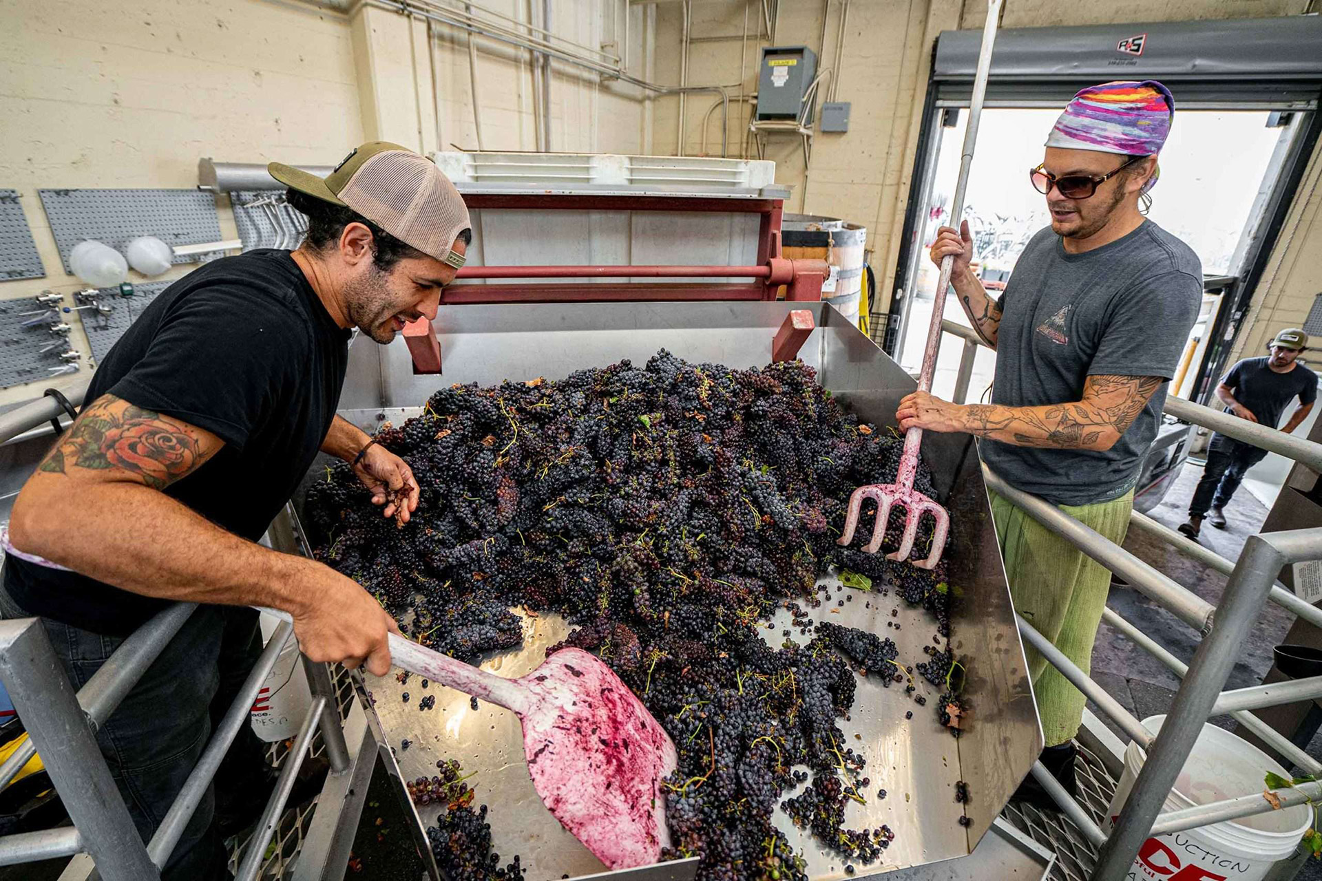 Harvest crew sorting grapes