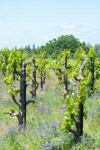 Vines surrounded by purple wildflowers