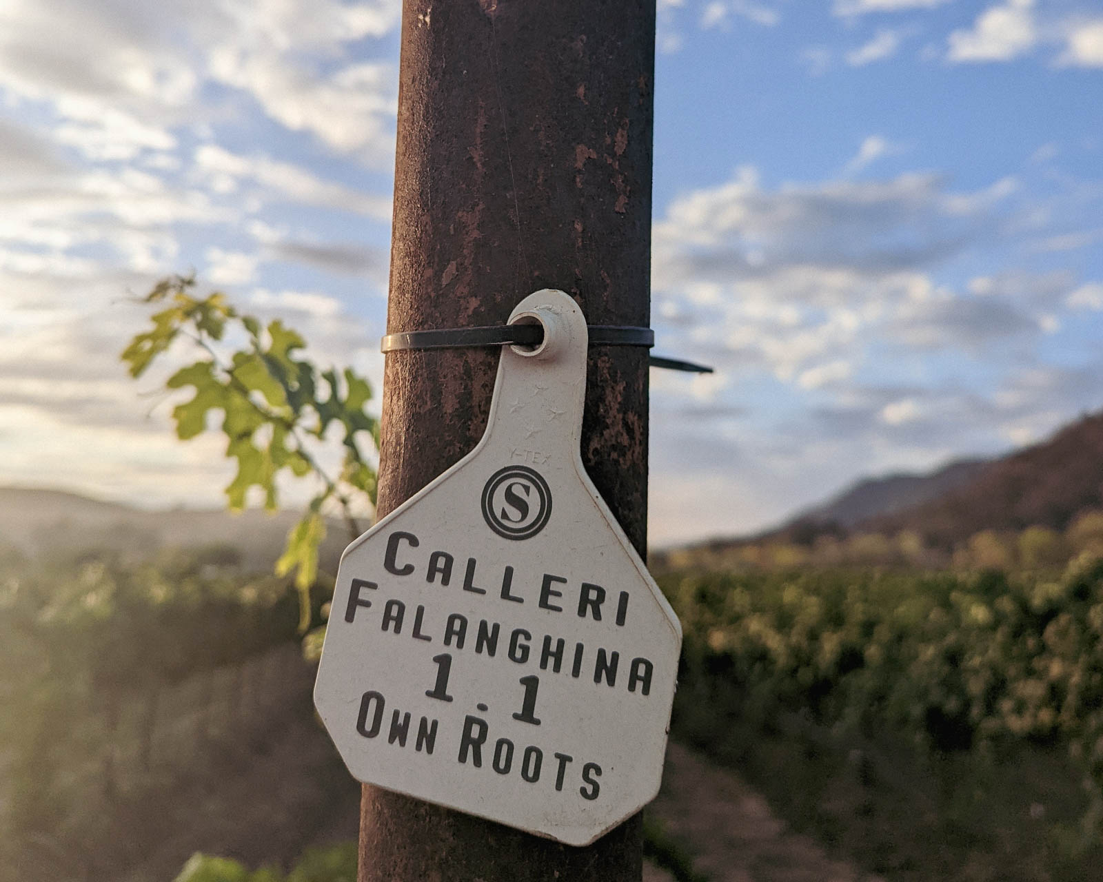 calleri vineyard tag on post 