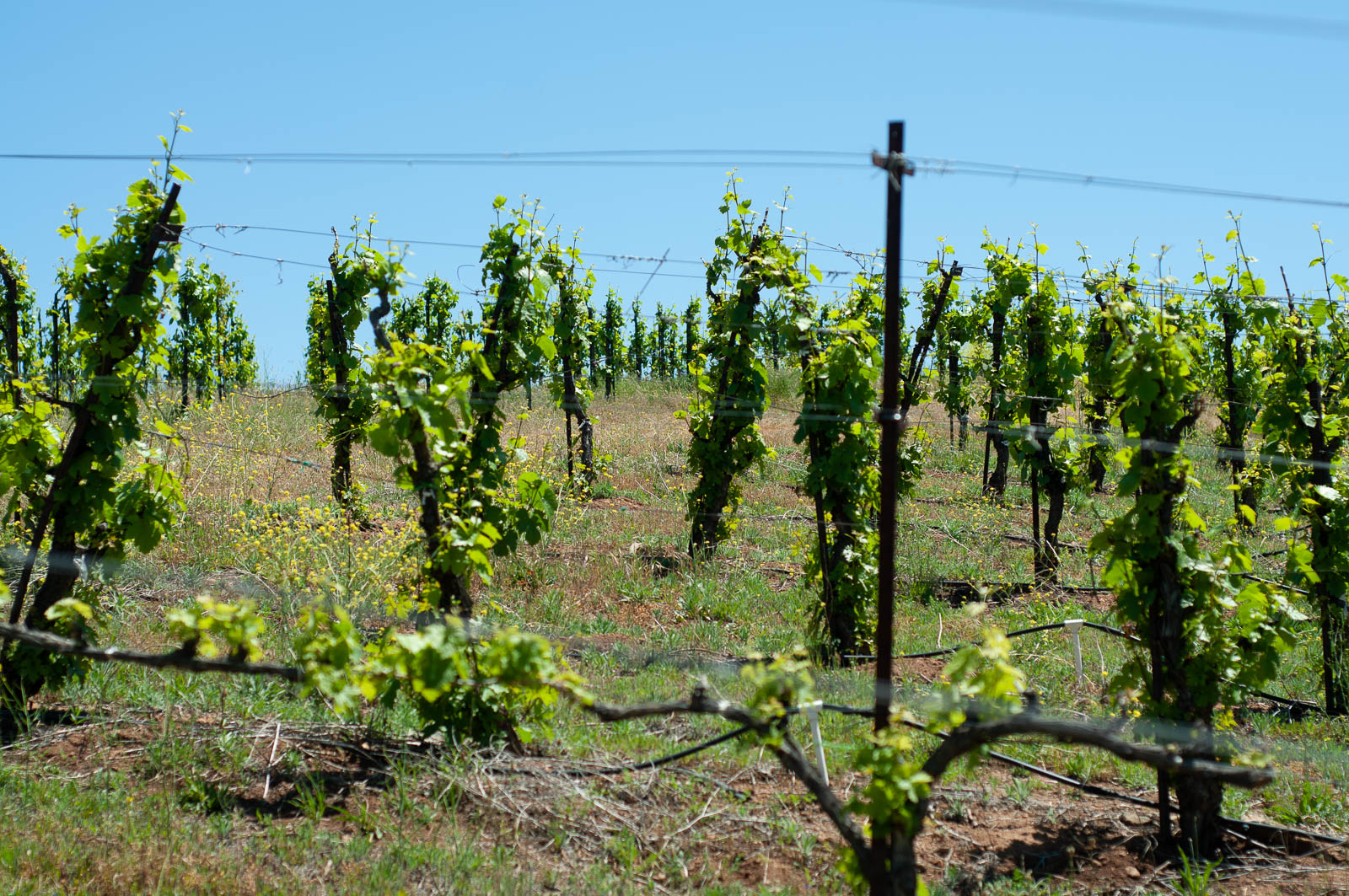 wine fines at fenaughty vineyard 