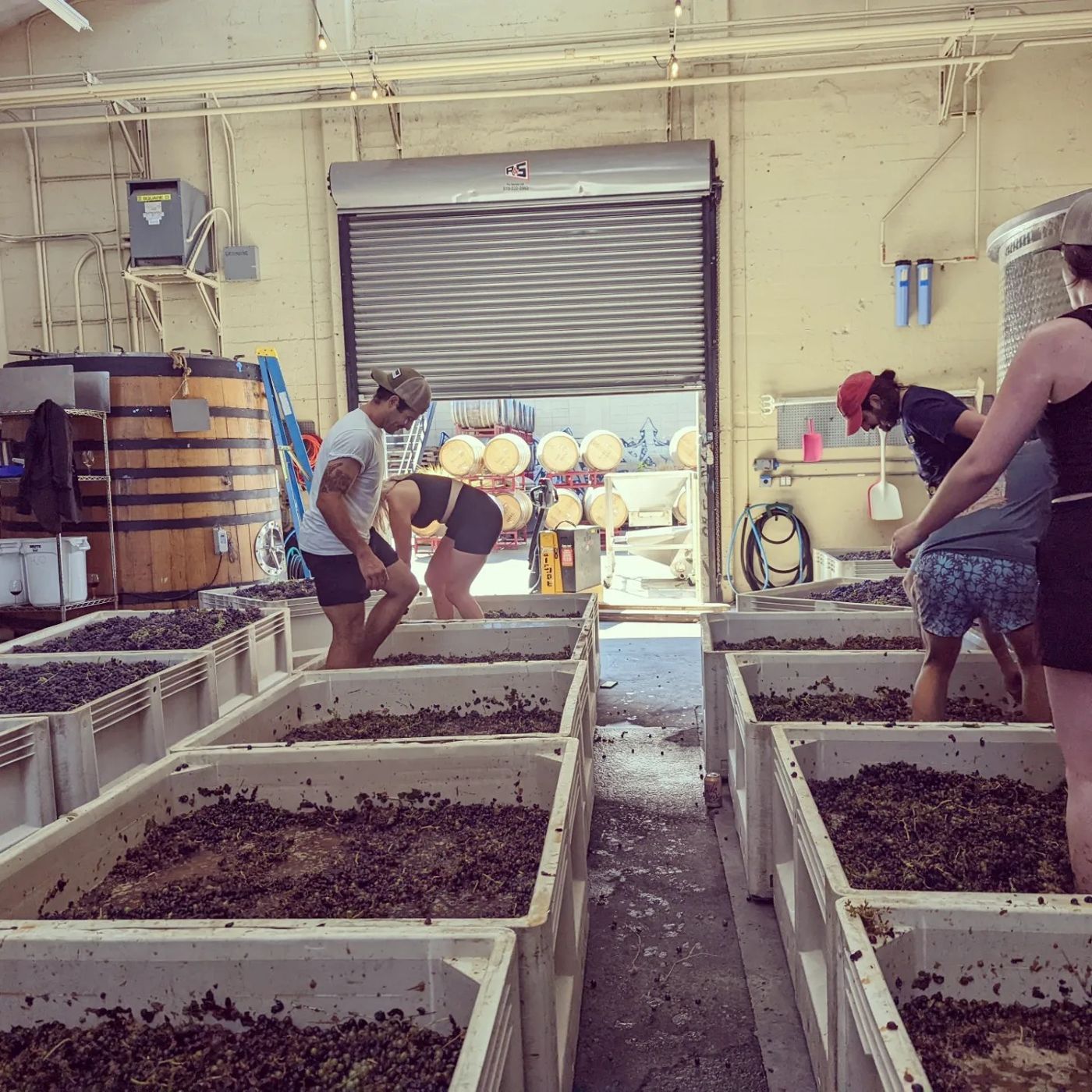 Fruit being worked by hand in the cellar