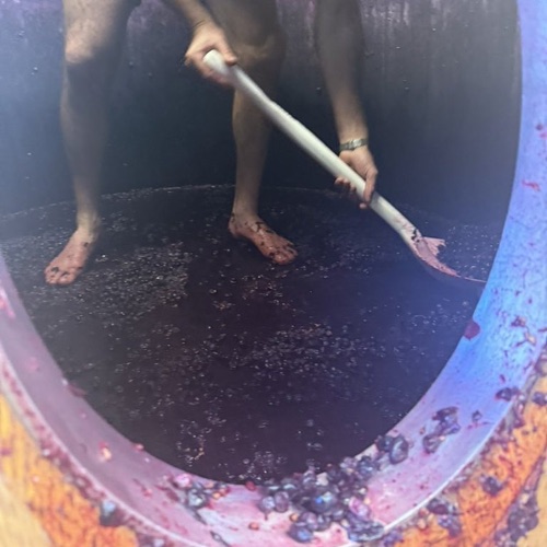 Treading grapes during the 2025 harvest